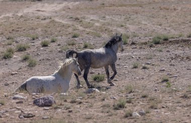 Utah Çölü'nde yaz aylarında vahşi atlar