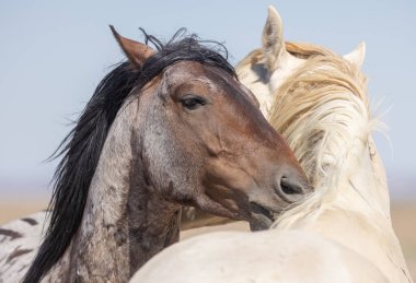 Utah Çölü'nde yaz aylarında vahşi atlar