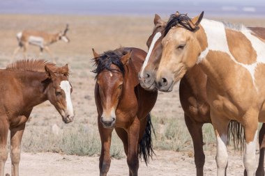 Utah Çölü'nde yaz aylarında vahşi atlar