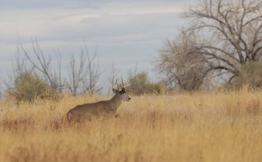 Sonbaharda Colorado 'da monotonluk döneminde bir beyaz kuyruklu geyik.
