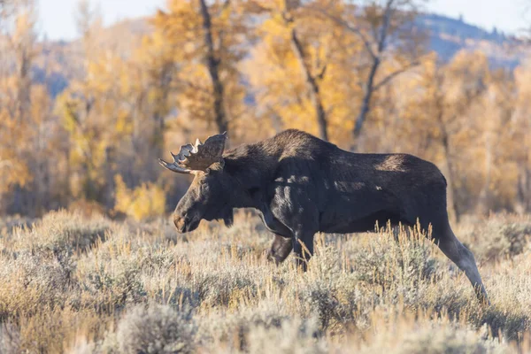 Een Stier Shiras Eland Grand Teton National Park Wyoming Herfst — Stockfoto