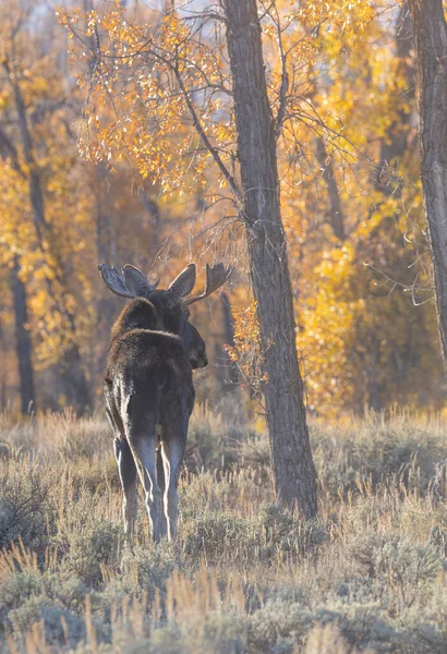 Toro Shiras Alce Grand Teton Parque Nacional Wyoming Otoño —  Fotos de Stock