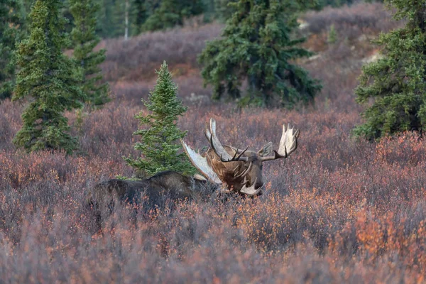 Alaska Yukon Bull Moose Fall Rut Denali National Park Alaska — Stock Photo, Image