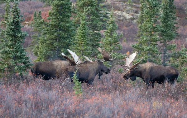 Alaska Yukon Stier Elanden Tijdens Herfst Rut Denali National Park — Stockfoto