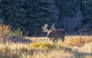 Wyoming 'deki sonbahar monotonluğu sırasında bir boğa shiras geyiği