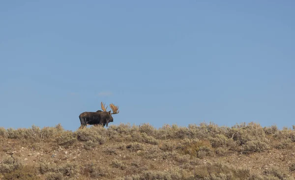 Toro Shiras Alce Durante Caída Rut Wyoming — Foto de Stock