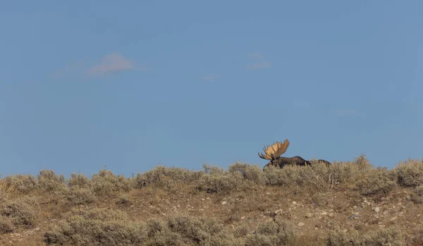 Een Stier Shiras Eland Tijdens Herfst Bronst Wyoming — Stockfoto