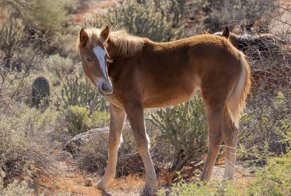 Cute Wild Horse Foal Arizona Desert — Stock Photo, Image