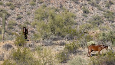Arizona çölünde vahşi atlar