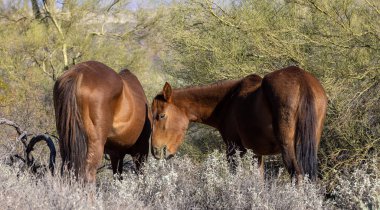 Arizona çölünde vahşi atlar