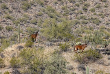 Arizona çölünde vahşi atlar