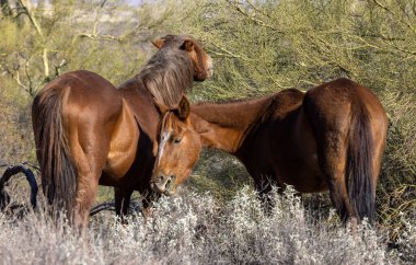 Arizona çölünde vahşi atlar