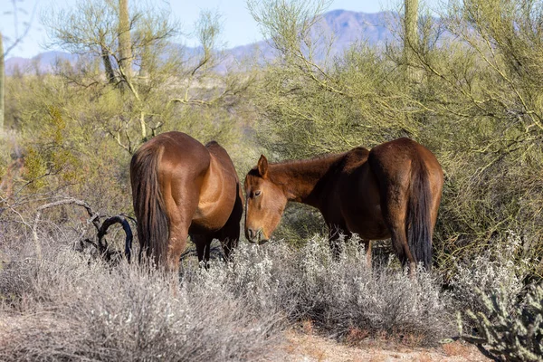 Divoké Koně Poušti Arizona — Stock fotografie