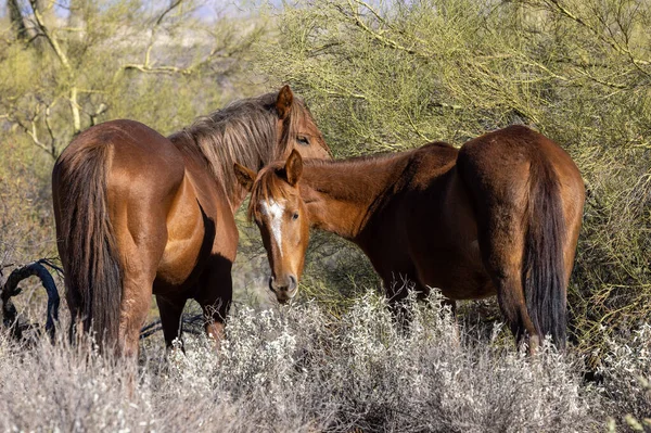 Divoké Koně Poušti Arizona — Stock fotografie