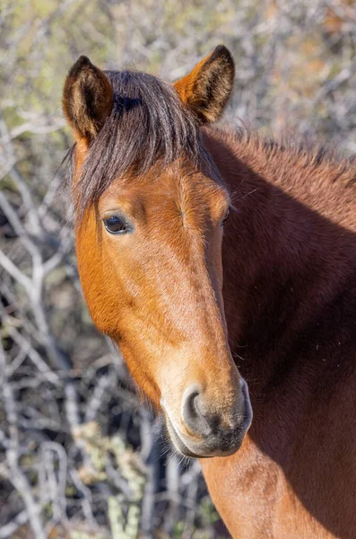 Wild Horse Arizona Desert — Stock Photo, Image