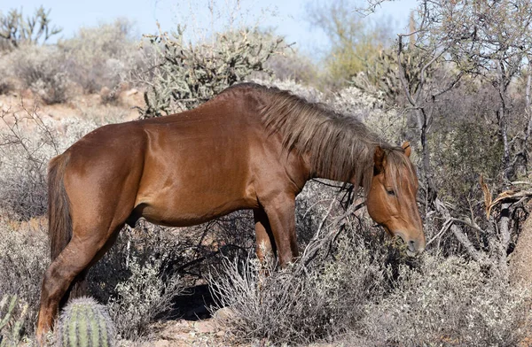 Дикая Лошадь Пустыне Аризона — стоковое фото