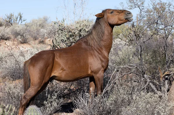 Vild Häst Arizonaöknen — Stockfoto