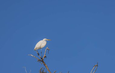 Bir ağaca tünemiş büyük bir balıkçıl.