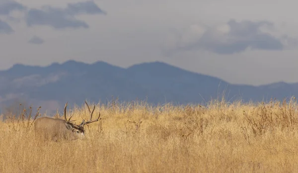 Buck Mule Deer Rut Autumn Colorado — Stock Photo, Image