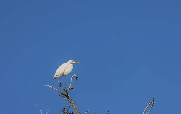 Une Grande Aigrette Perchée Dans Arbre — Photo