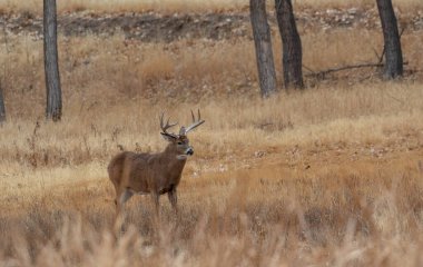Colorado 'da sonbaharda monotonluk döneminde beyaz kuyruklu geyik geyiği.