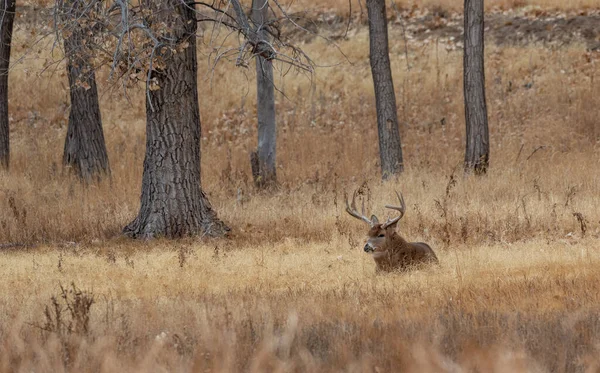 Een Witstaart Hert Bok Tijdens Sleur Herfst Colorado — Stockfoto