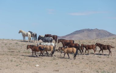Utah çölünde bir vahşi at sürüsü.