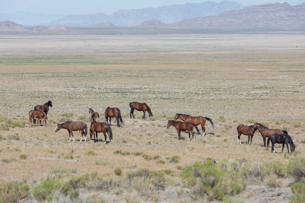 Utah Çölünde Bir Vahşi Sürüsü — Stok fotoğraf