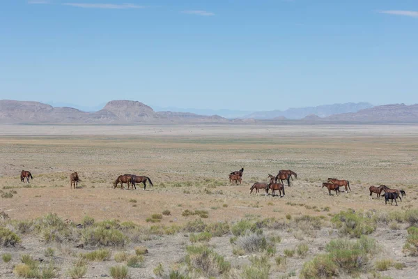 Una Manada Caballos Salvajes Desierto Utah — Foto de Stock