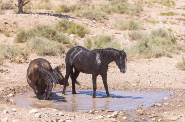 Yazın Utah çölünde bir su birikintisinde vahşi atlar.