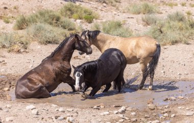Yazın Utah çölünde bir su birikintisinde vahşi atlar.
