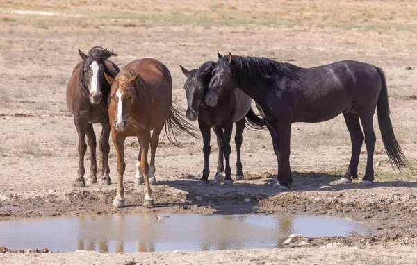 Cavalos Selvagens Buraco Água Deserto Utah Verão — Fotografia de Stock