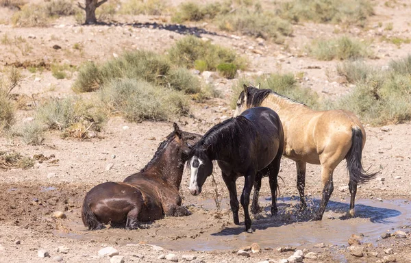 Cavalli Selvatici Una Pozza Acqua Nel Deserto Dello Utah Estate — Foto Stock