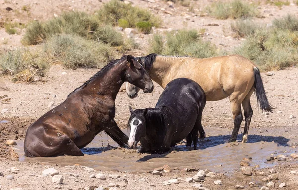 Dzikie Konie Wodopoju Pustyni Utah Latem — Zdjęcie stockowe