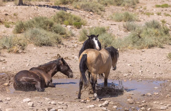 Caballos Salvajes Pozo Agua Desierto Utah Verano —  Fotos de Stock