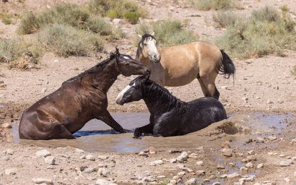 Cavalli Selvatici Una Pozza Acqua Nel Deserto Dello Utah Estate — Foto Stock