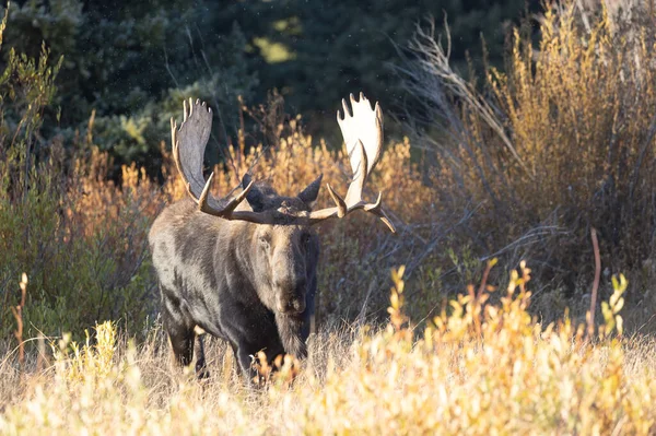 Alce Toro Rutina Parque Nacional Grand Teton Wyoming Otoño — Foto de Stock