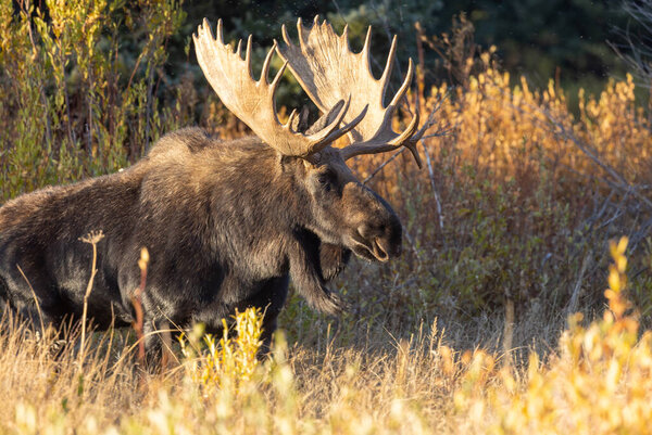 a bull moose in the rut in Grand Teton National Park Wyoming in autumn