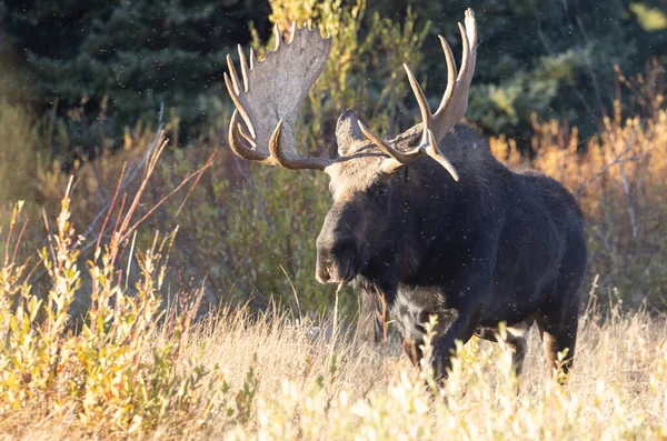 秋にはグランド テトン国立公園ワイオミング州で牛のムース — ストック写真