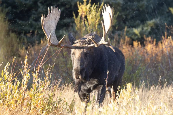 Bull Moose Rut Grand Teton National Park Wyoming Autumn — Stock Photo, Image