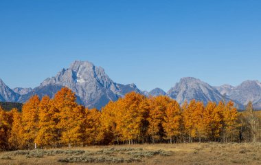 Grand Teton Ulusal Parkı Wyoming 'de manzaralı bir sonbahar manzarası.