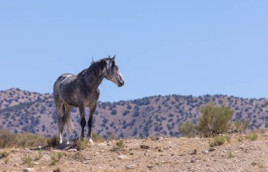 Yaz aylarında Utah çölde vahşi bir at