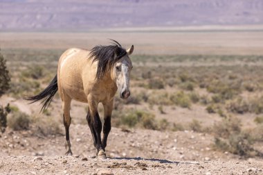 Yaz aylarında Utah çölde vahşi bir at