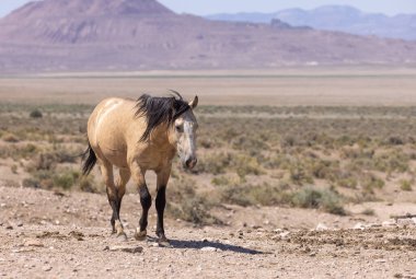 Yaz aylarında Utah çölde vahşi bir at