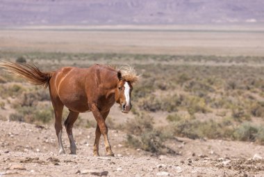 Yaz aylarında Utah çölde vahşi bir at