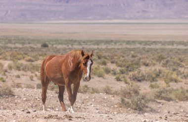 Yaz aylarında Utah çölde vahşi bir at