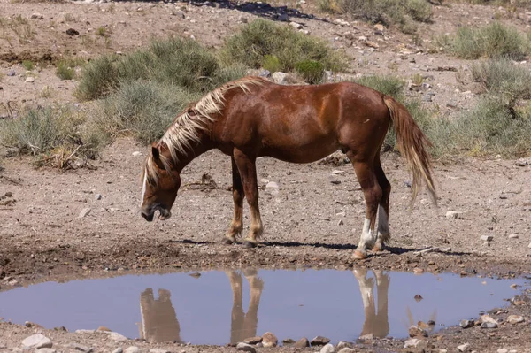 Wild Horse Utah Desert Summer — Stock Photo, Image