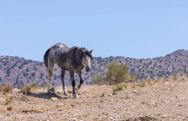 Wild Horse Utah Desert Summer — Stock Photo, Image