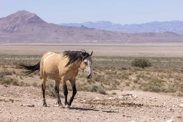 Дикая Лошадь Пустыне Юта Летом — стоковое фото