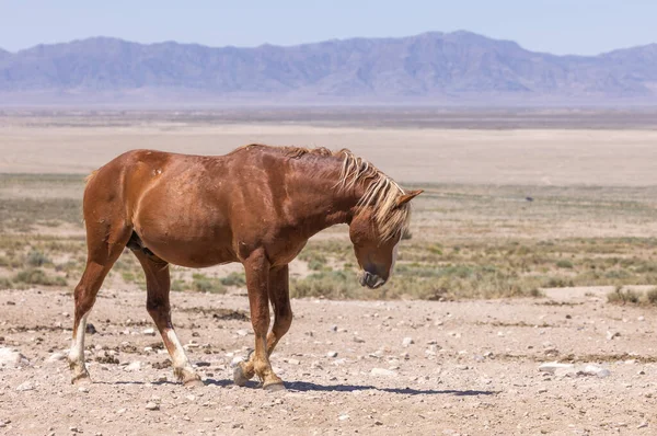 Cheval Sauvage Dans Désert Utah Été — Photo